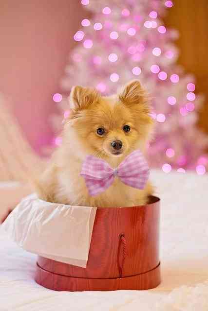 hunde als weihnachtsgeschenk in spanien viele werden ausgesetzt spanien